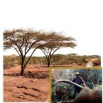 Whistling Thorn Press Kenya History Kindle Book English-0